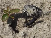Spinnendoders [Pompilidae]